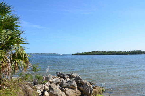 istock white bird on rocks or boulders near water 1242740118