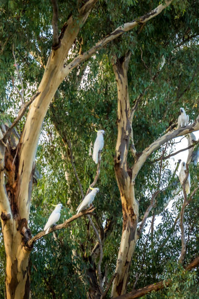 istock Cockatoos sitting in a tree in Australia 1242741248