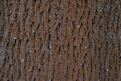 tree bark is reddish brown.background