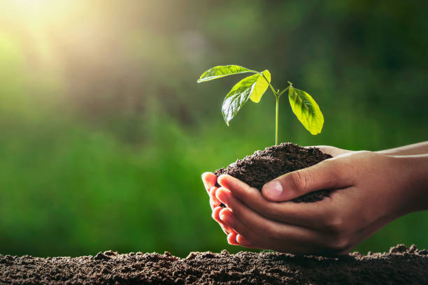 istock hand holding small tree for planting in gardren. concept green world 1242762003