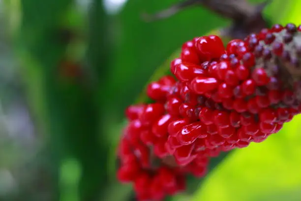 Anthurium fruit seeds A wave of love that is ripe and ready to sow. Beauty in nature. Indonesia, May 2020