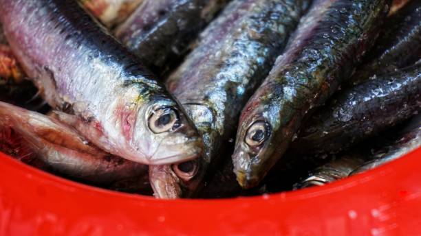 istock Fresh fish on a market 1242765661