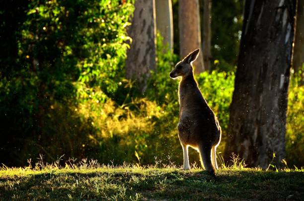 istock Kangaroo silhouette in Australia 1242780613