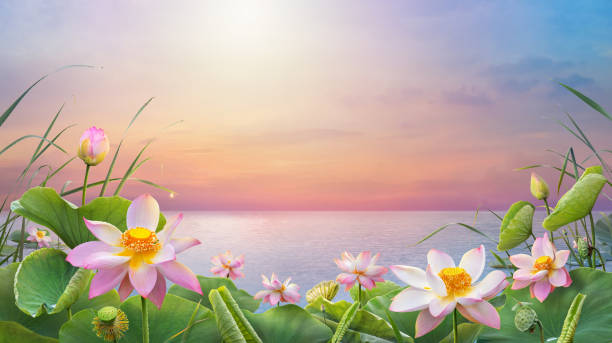 lotus flower blooming as the sun rises with beautiful cloud sky - water lily pink yellow imagens e fotografias de stock