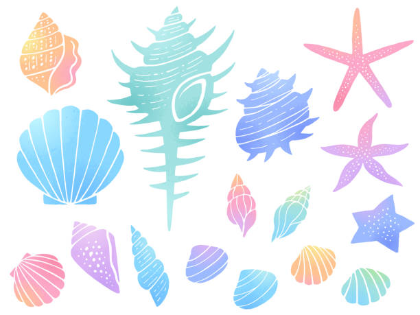 illustrazioni stock, clip art, cartoni animati e icone di tendenza di illustrazione di conchiglie e stelle marine - pettine di venere