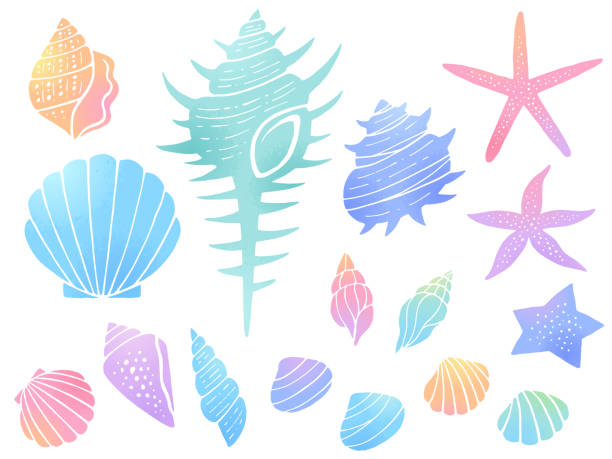deniz kabukları ve denizyıldızı i̇llüstrasyon seti - seashell illüstrasyonlar stock illustrations