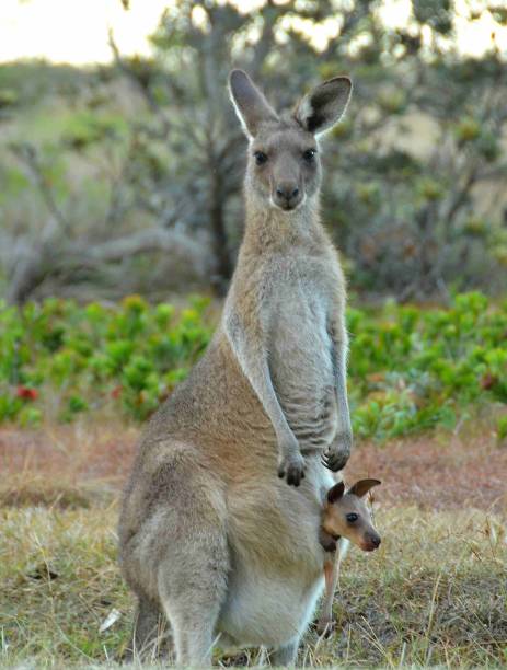 istock Kangaroo and its jockey 1242801222