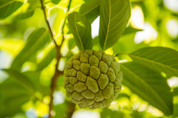 istock Organic Sugar Apple Atis in Philippines 1242804094