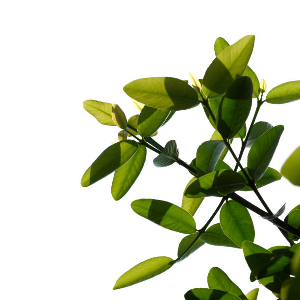 istock Green tree branch isolated on white background 1242827179
