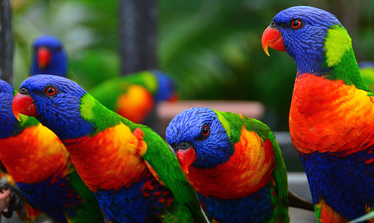 Stock photo showing a rainbow lorikeet (Trichoglossus moluccanus) perching on a wooden deck in the sunshine.