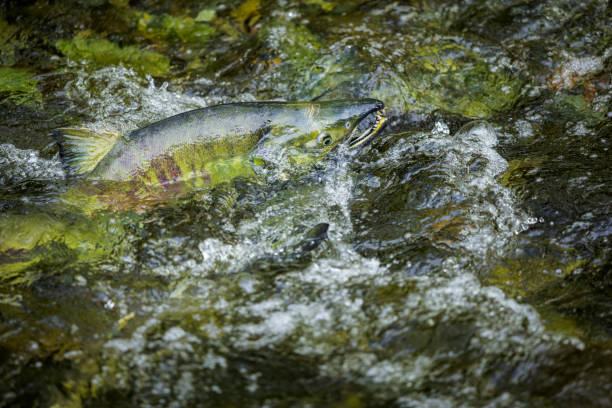 vancouver island colombie-britannique - landscape canada north america freshwater fish photos et images de collection