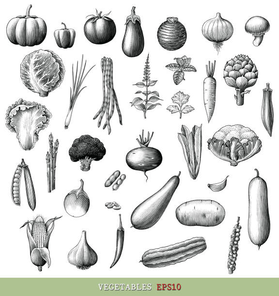 野菜コレクションの手は、白い背景に分離ヴィンテージスタイルの黒と白のクリップアートを描きます - carrot vegetable food isolated点のイラスト素材／クリップアート素材／マンガ素材／アイコン素材