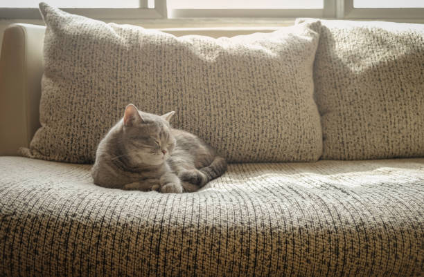 istock Grey cat short hair sleeping on sofa in a morning 1242847835