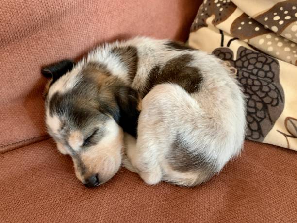 istock Cute small puppy bagle hound. Mix beagle and basset hound. Sleeping 1242863948