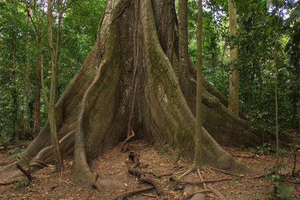istock Giant ceiba tree at La Ceiba Trail 1242867737