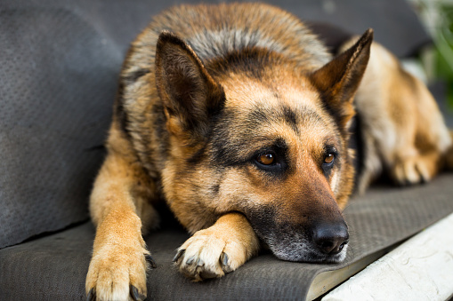 Close up color image depicting a German Shepherd dog lying down on a bench outdoors in the garden.