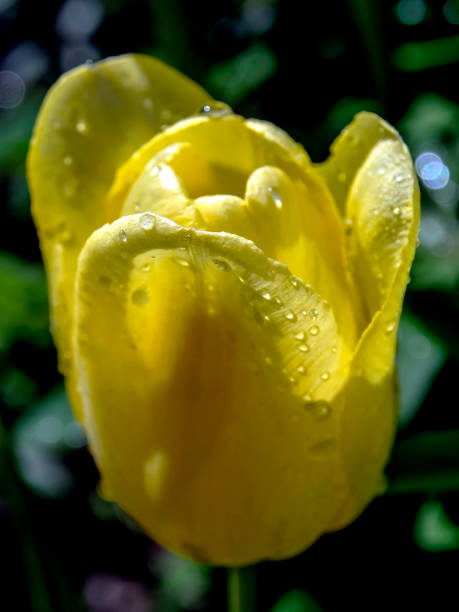 istock yellow Tulip with drops after rain 1242879493