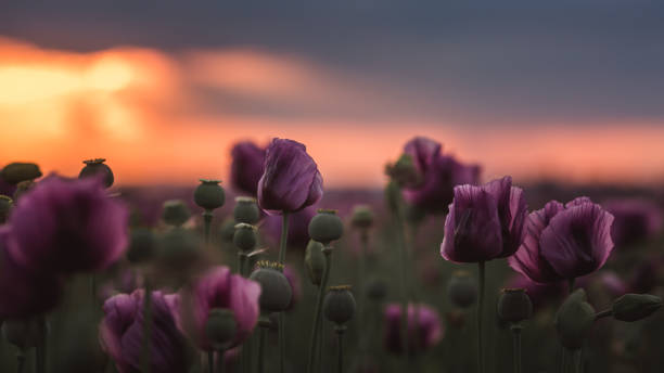 flieder mohnblumen im sonnenlicht in der frühen sommer nahaufnahme - poppy purple flower close up stock-fotos und bilder