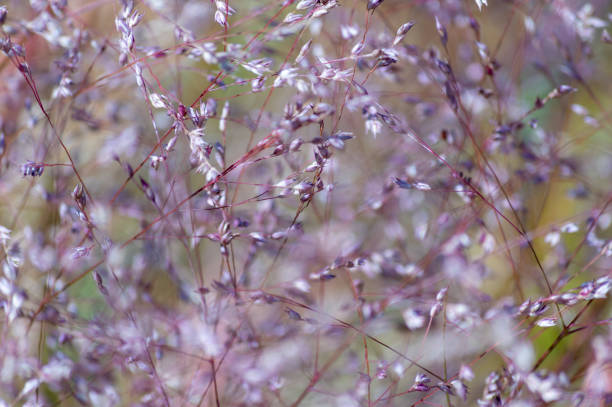 Photo of nature.