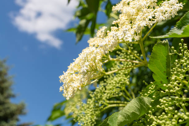 Close up side view of blooming white hydrangeas with buds and inflorescences against a blue sky background with cloud