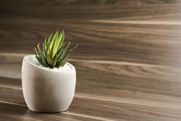 istock Succulent species on the wood floor 1242900506
