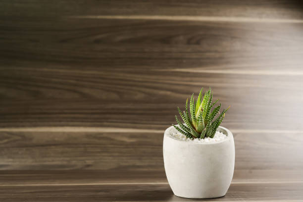 istock Beautiful Havathia placed on a wooden table 1242903175
