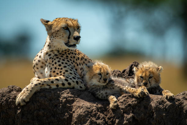istock Cheetah and cubs lying on termite mound 1242913368