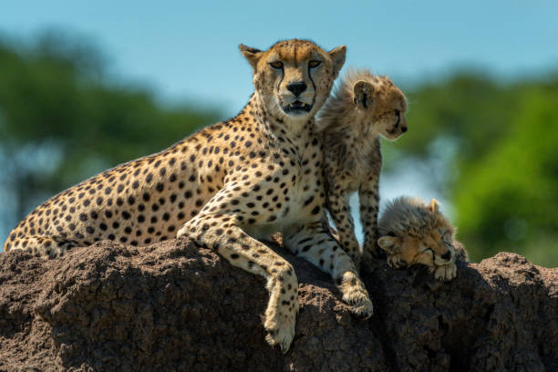 istock Cheetah and cubs on mound in sunshine 1242913375