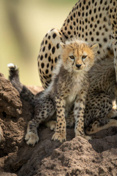 istock Cheetah cub sits by family on mound 1242913401