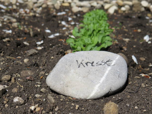 istock herbal cress with lettering on a stone 1242913409