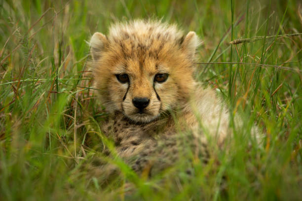 istock Cheetah cub stares at camera through grass 1242914020