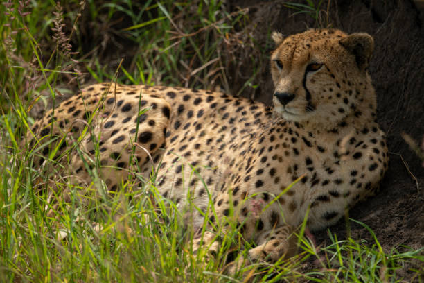 istock Cheetah lies in long grass against bank 1242914021