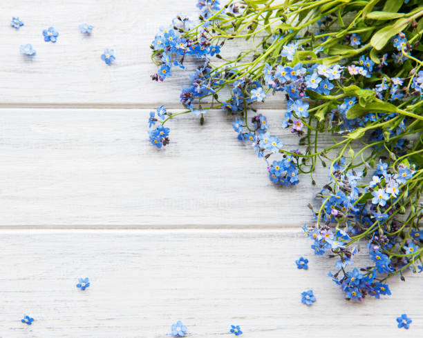 istock Forget-me-nots on white wooden background 1242915089