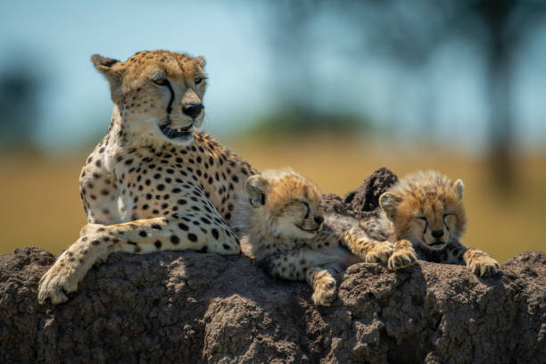 istock Cheetah lies on termite mound by cubs 1242915334