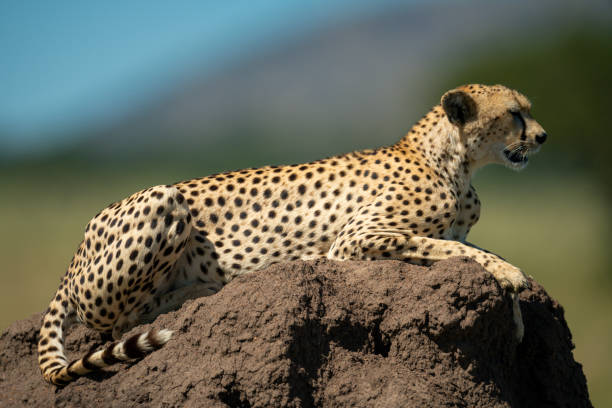 istock Cheetah lies on termite mound in profile 1242915430
