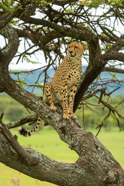 istock Cheetah sits on diagonal branch turning head 1242916198