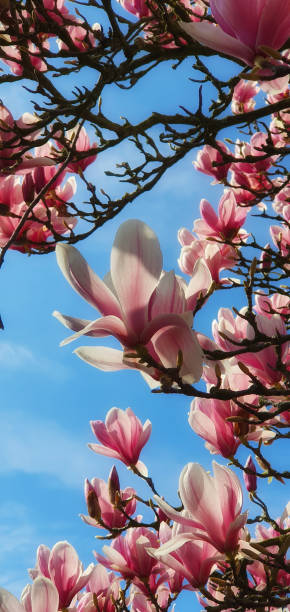 istock Magnolia tree in blossom with blue sky 1242916705