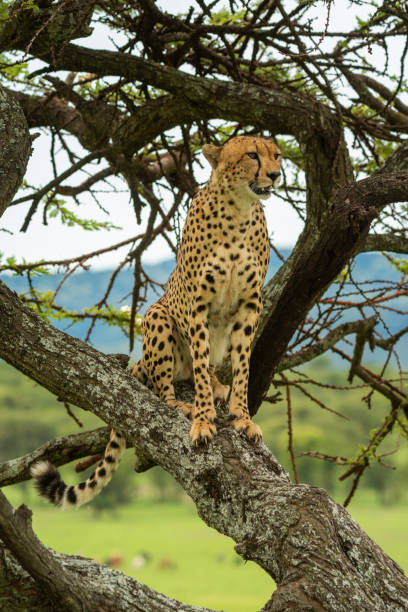 istock Cheetah sits on diagonal branch looking down 1242917250