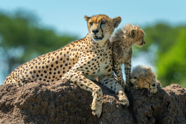 istock Cheetah relaxing on termite mound with cubs 1242917252