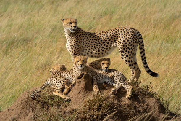 istock Cheetah standing on termite mound with family 1242917253