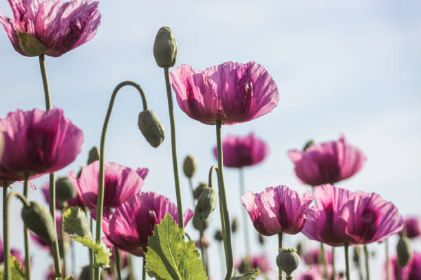 ライラックポピーは、初夏のクローズアップで日光の中で花 - poppy purple flower close up ストックフォトと画像