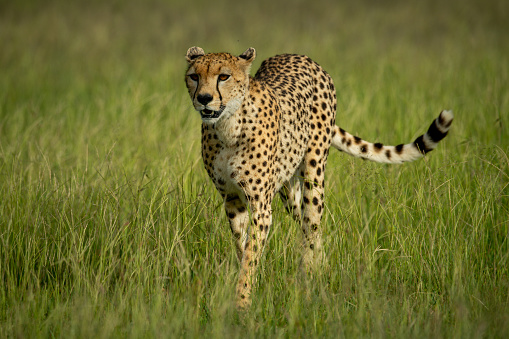 Cheetah walks towards camera in long grass