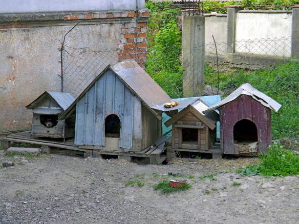 Ukraine.   Small apartments in Chernivtsi for abandoned stray dogs,where they are fed by residents.