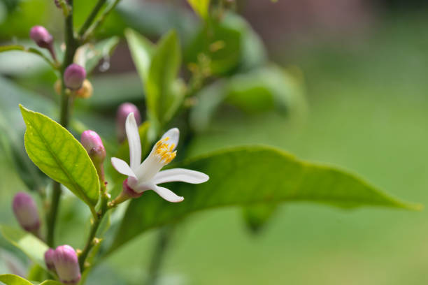 istock close on white flower of a lemon tree blooming on green 1242936814