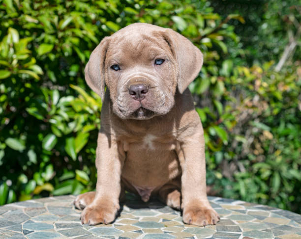 istock puppy italian mastiff 1242945951