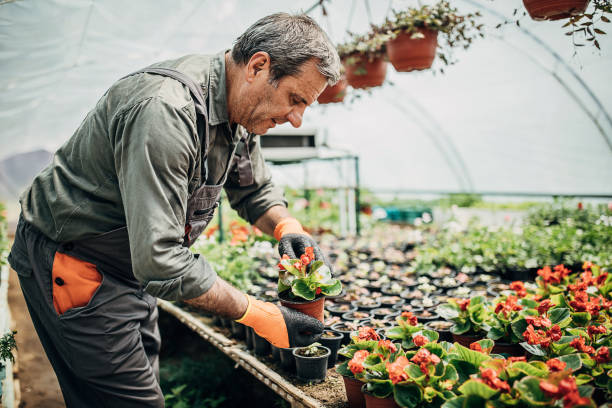 istock One senior man working alone on flower farm 1242953506