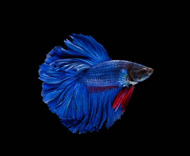 istock Super blue half moon Siamese fighting fish isolated on black background 1242956970