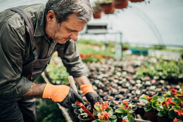 istock One man working alone in flower greenhouse 1242959374