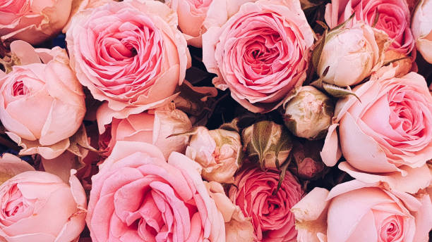 istock Pink peony roses beautiful flowers 1242962658