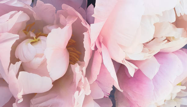 istock Pink peony roses beautiful flowers 1242962670